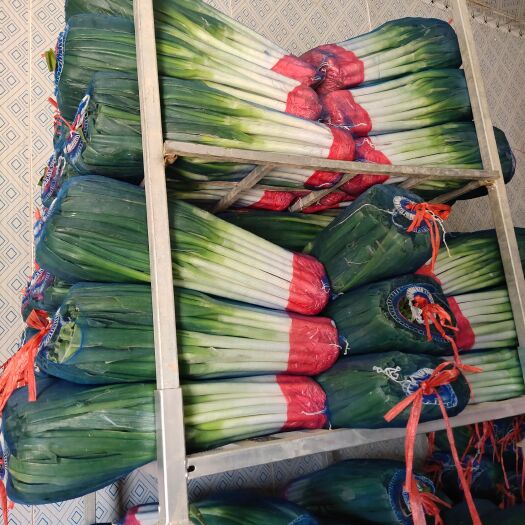 新野县铁杆大葱！钢葱！基地货源，大型加工