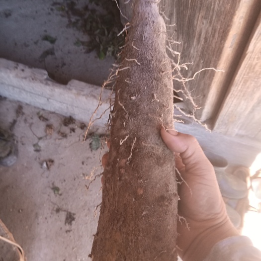 文成县文成特产糯米山药