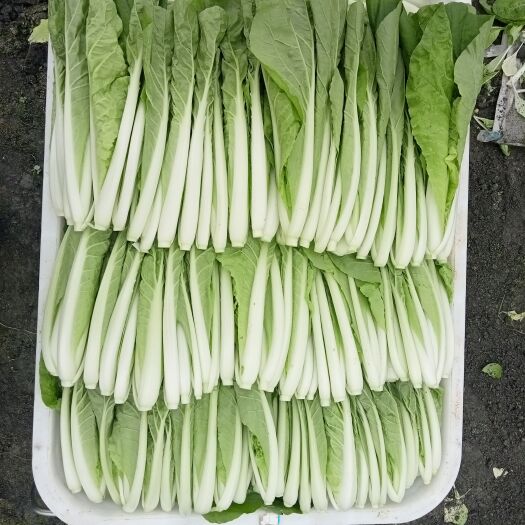成都精品小白菜
