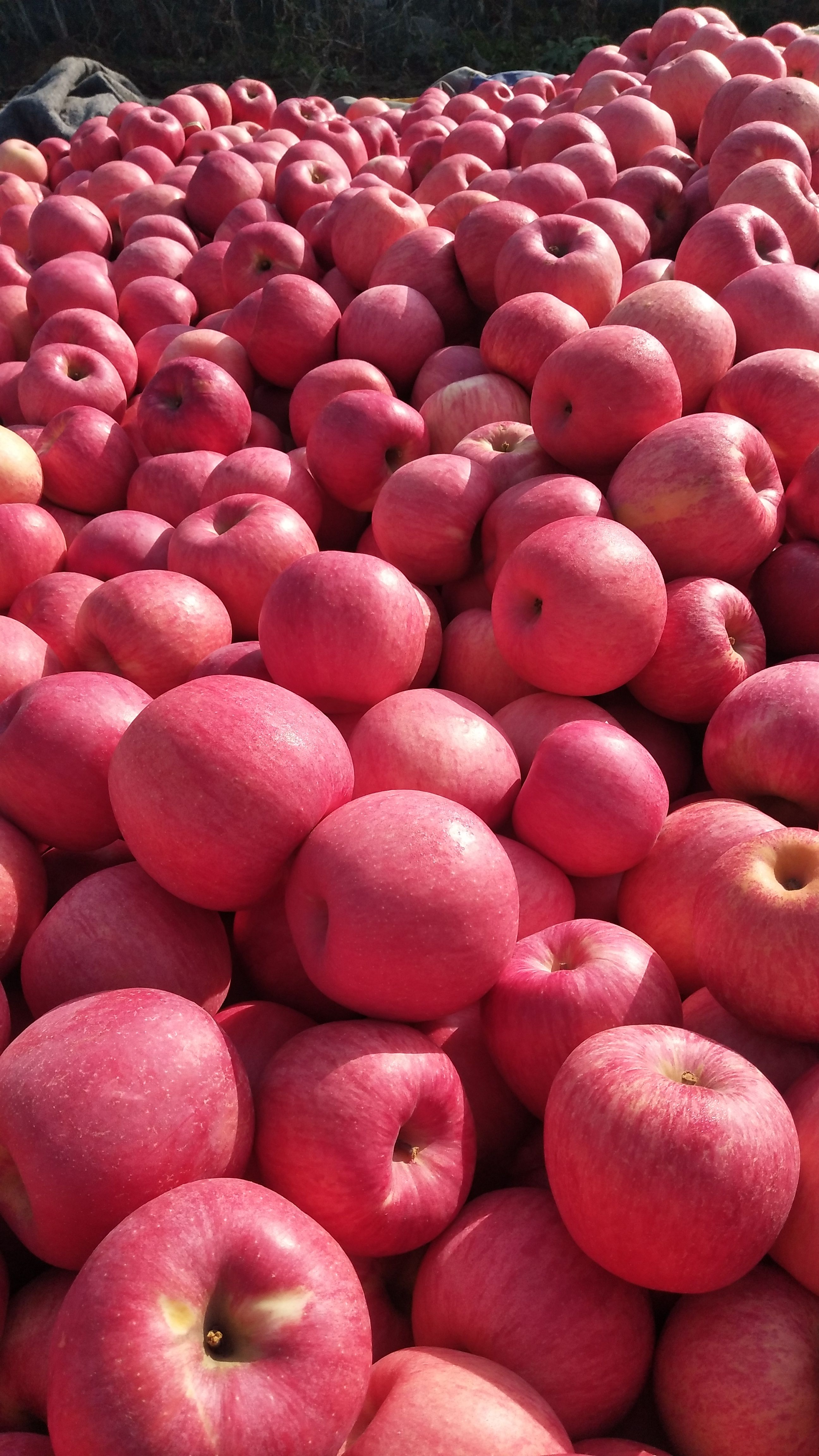 精品寒富大量上市颜色全红口感脆甜75起步品质可遇不可求