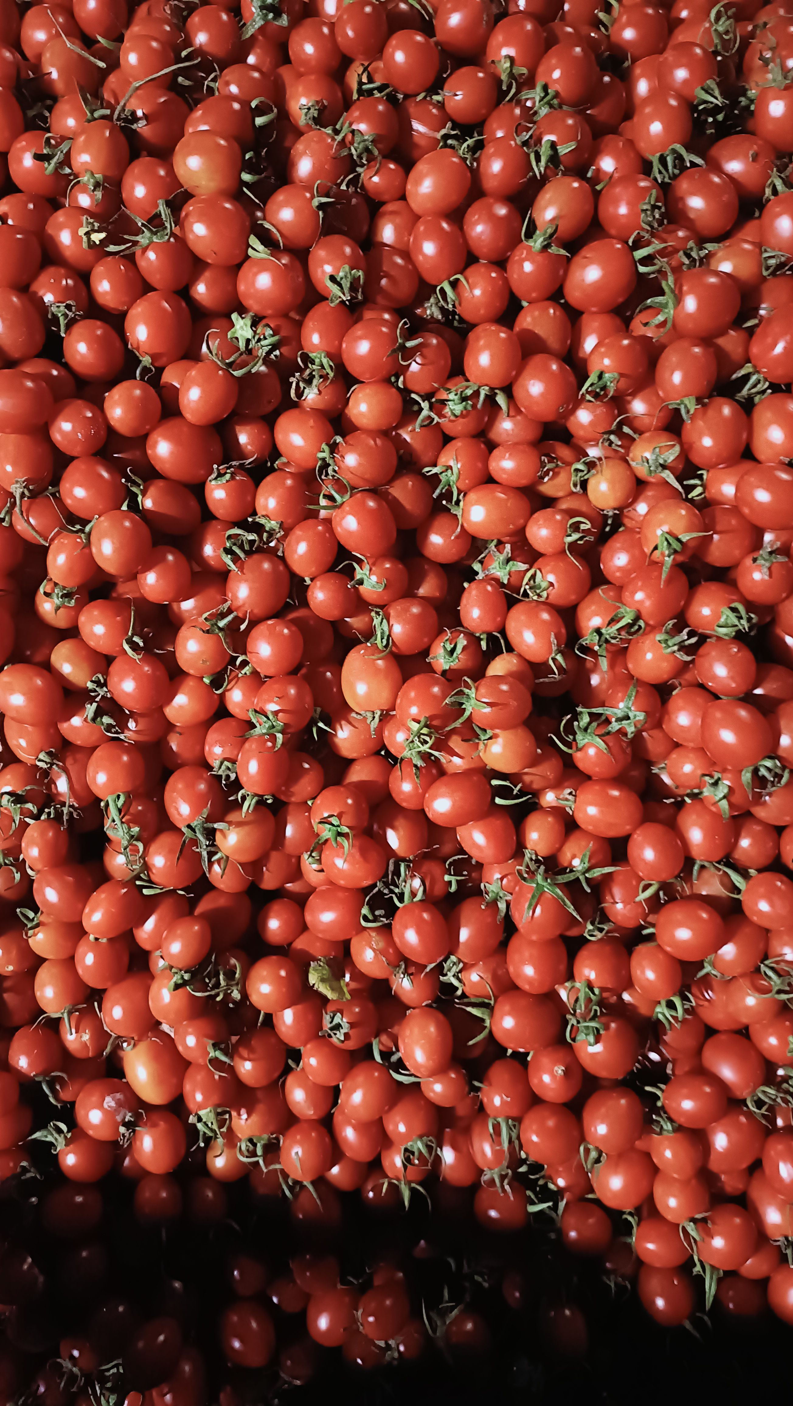 圣女果 价格实惠   有喜欢的  量大的可联系！