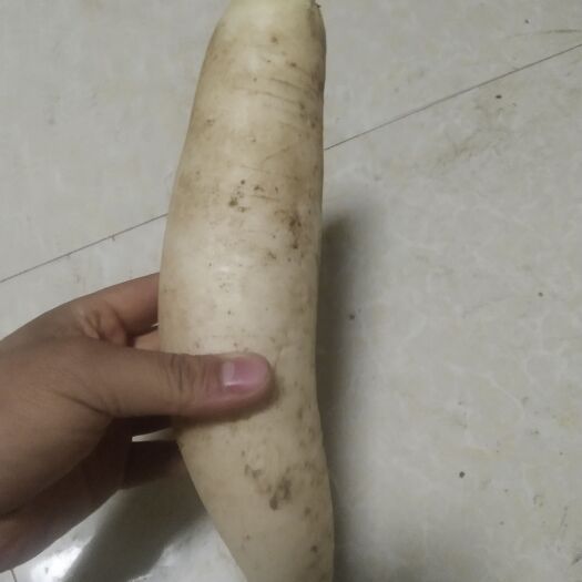 定西青萝卜
