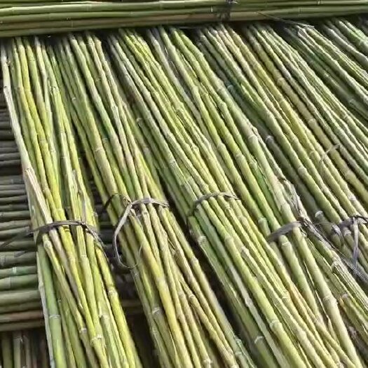 富川县大量金竹现货出售，诚信经营:::::::::::::::::