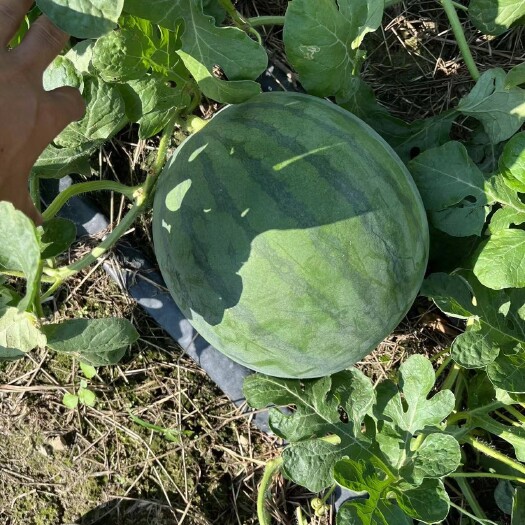 上林县广西上林县无籽西瓜大量上市，有市场的老板联系