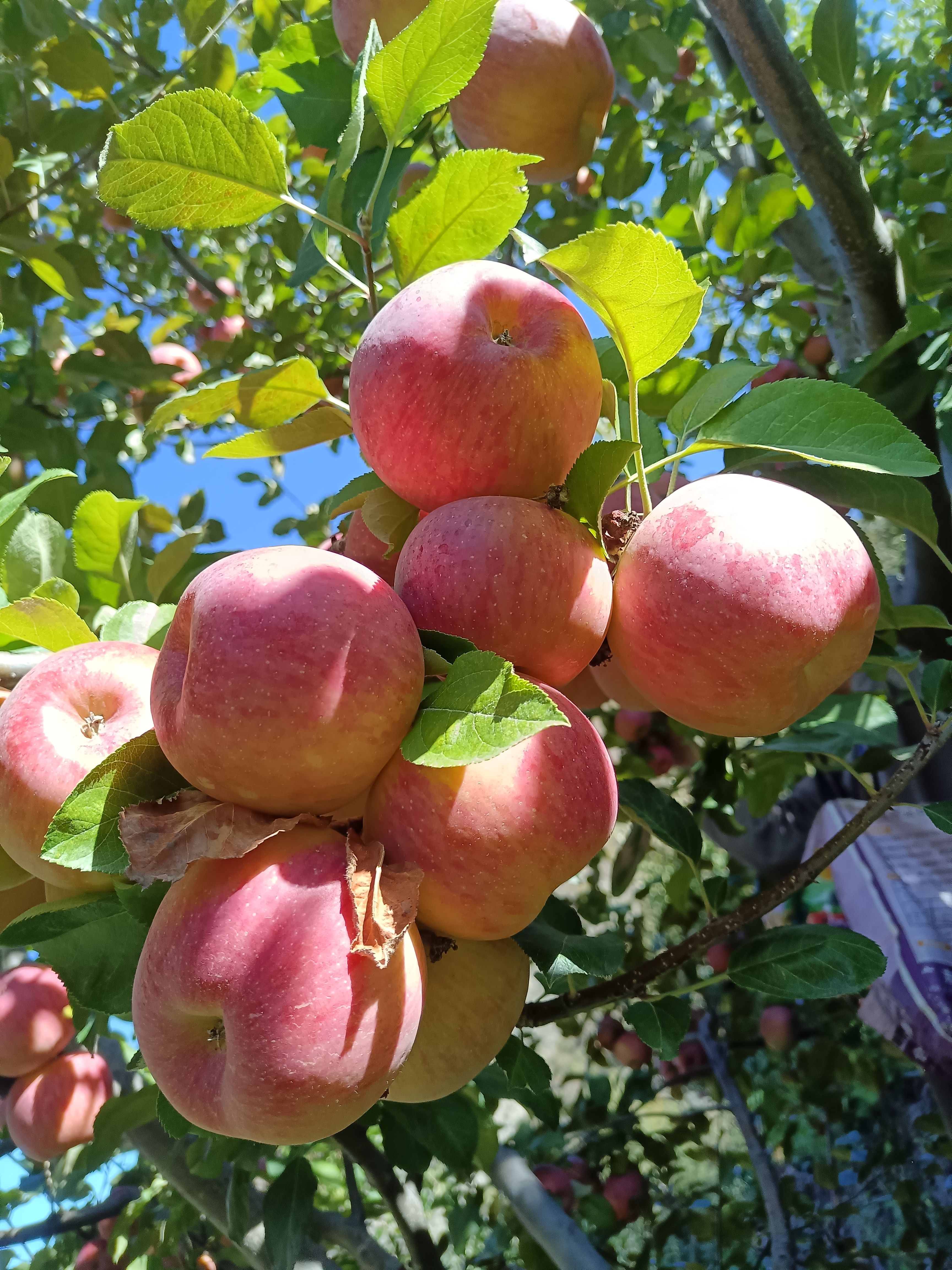 高山糖心红富士，一件代发！