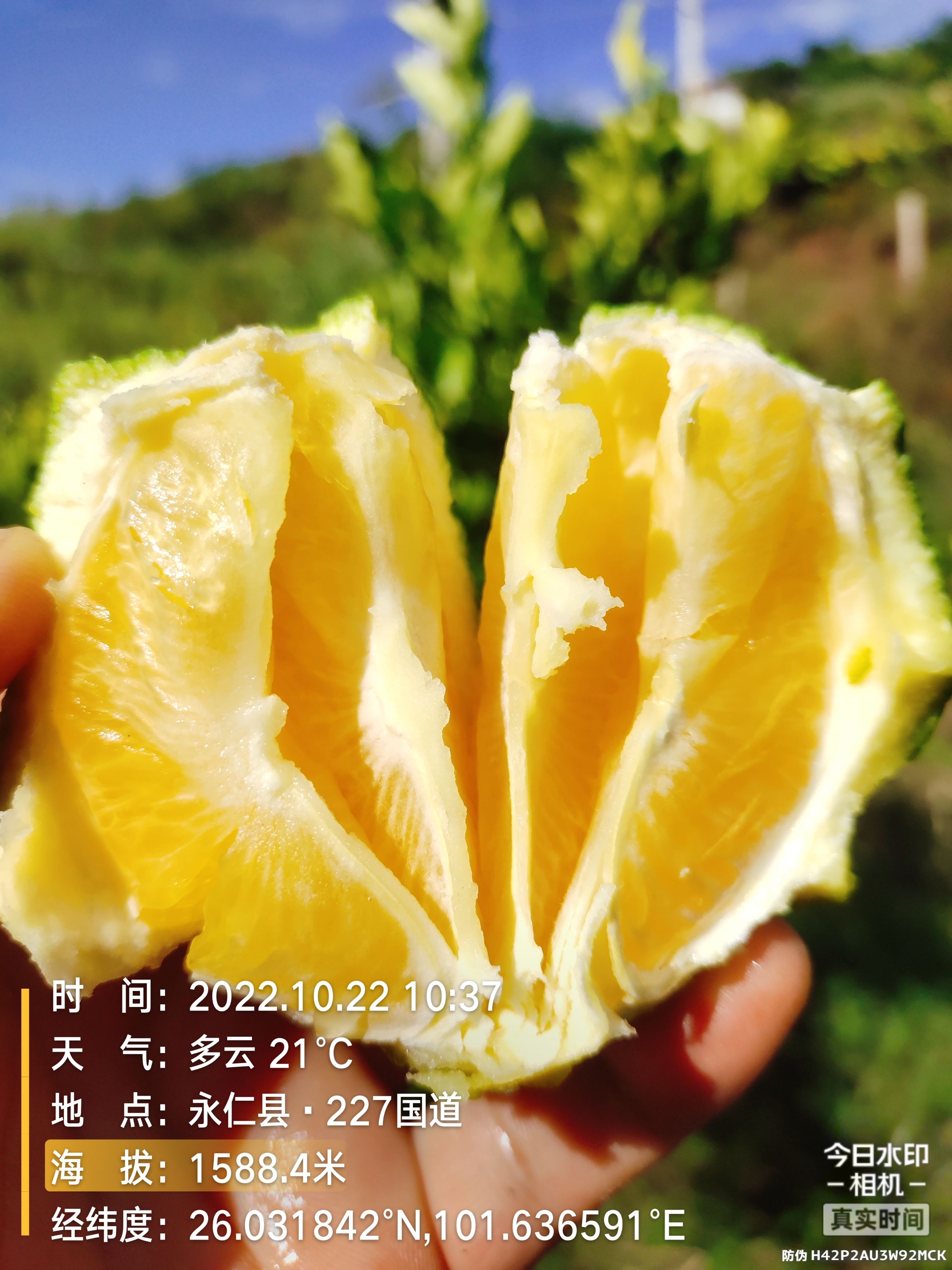 阳光城的冰糖橙成熟了