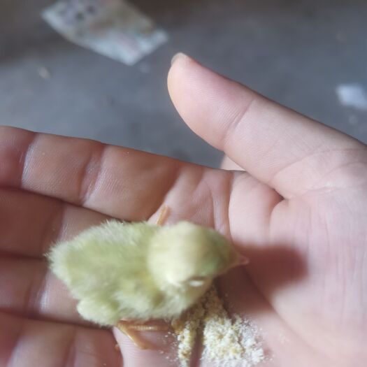 平阳县芦丁鸡批发 种鸡 鸡仔 批发 自提