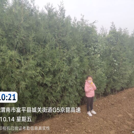 富平县富平侧柏国槐红叶李需要联系