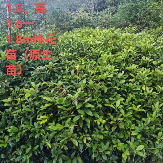 桂花树苗
