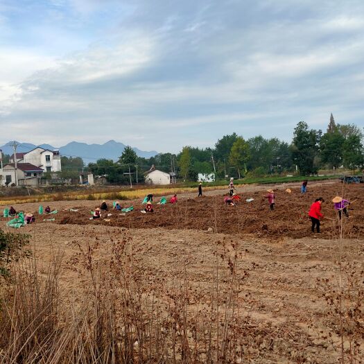英山县虎杖药材出售