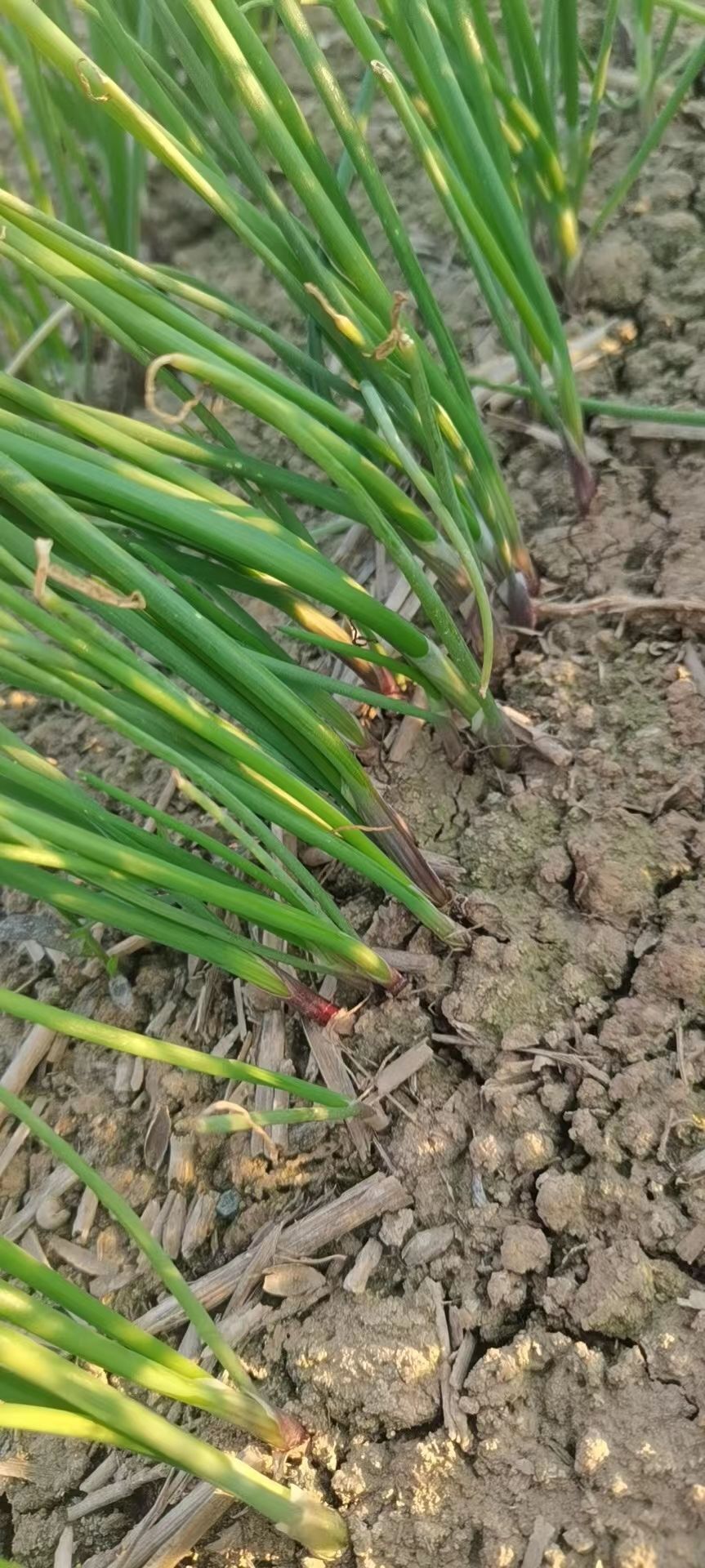 品种决定质量​细节决定产量​专业品种葱育苗种植基地​技