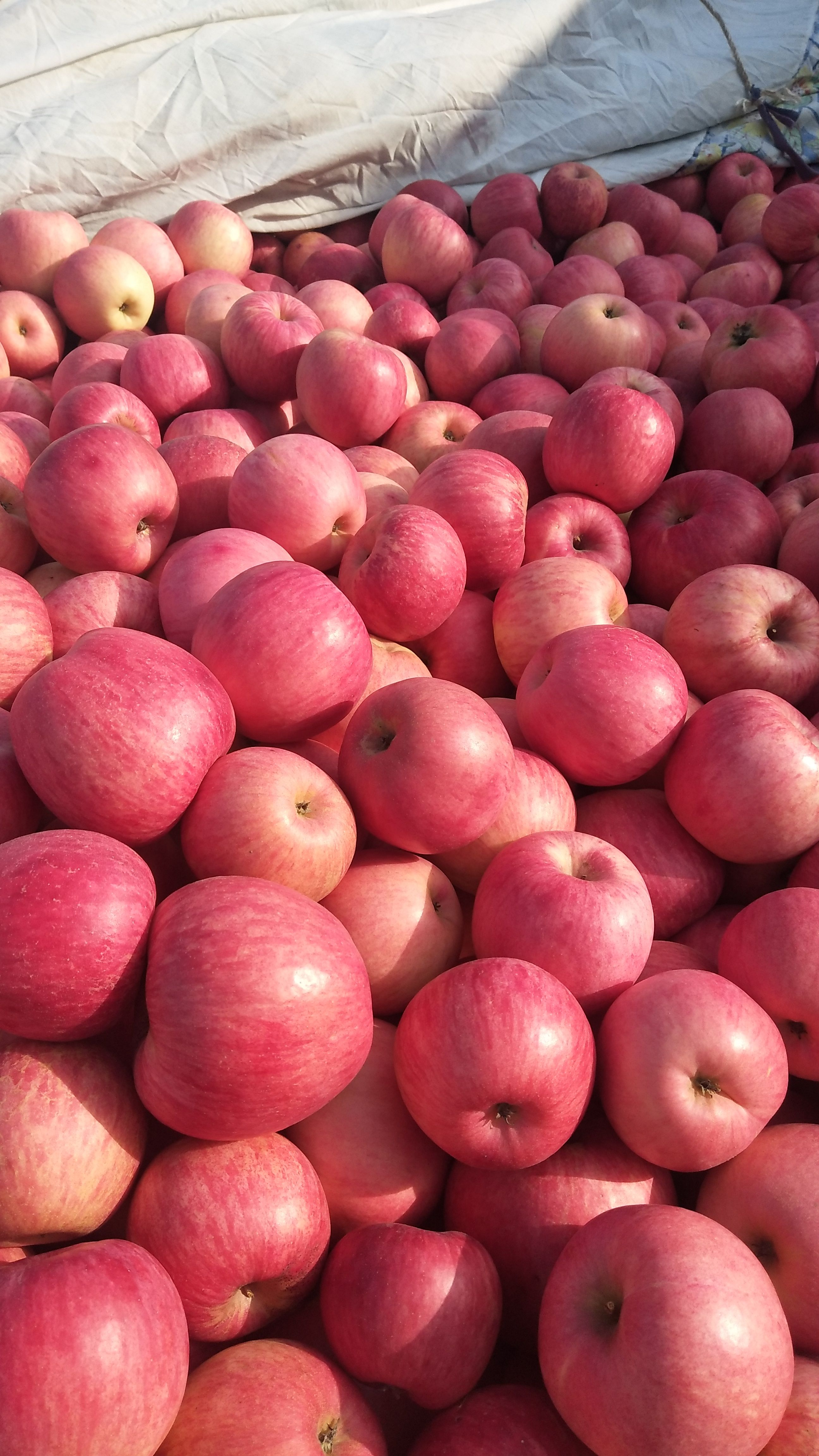 精品寒富大量上市颜色全红口感脆甜75起步品质可遇不可求