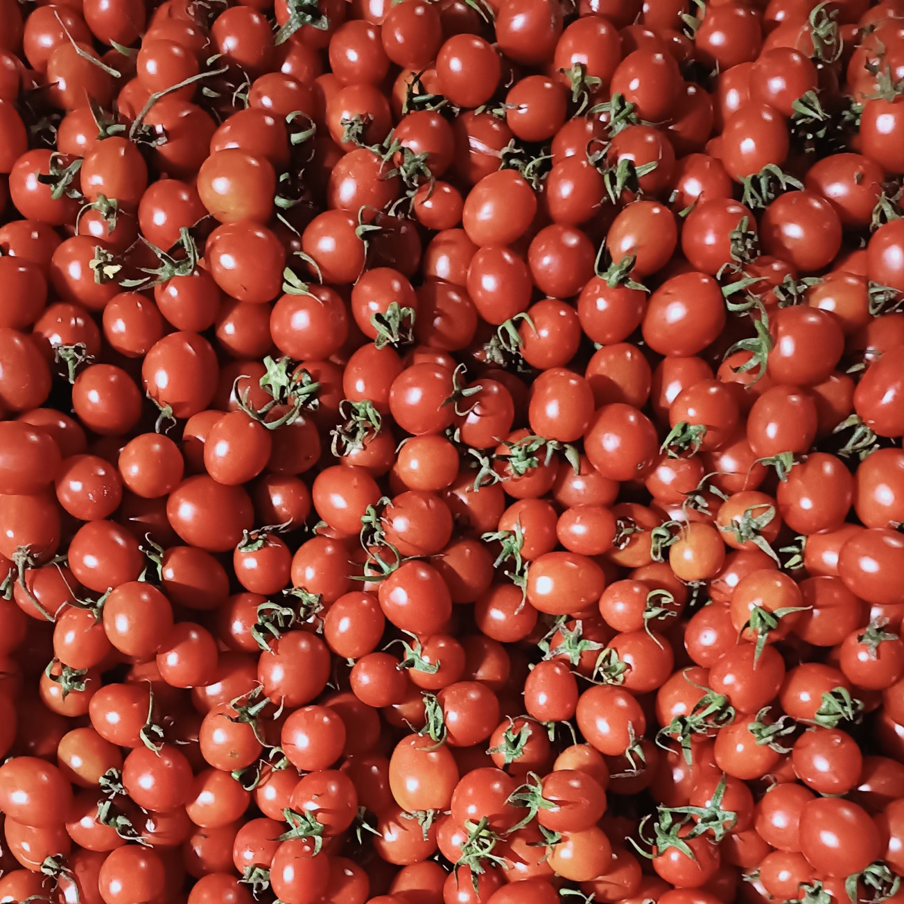 圣女果 价格实惠   有喜欢的  量大的可联系！