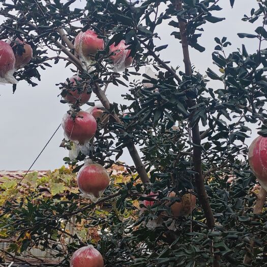 会理市内膜马上结束，明年再战