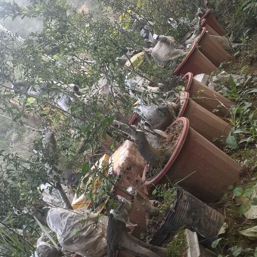 剑阁县批发金弹子三至五年熟桩嫁接桩，带盆带土发货，欢迎购买资询
