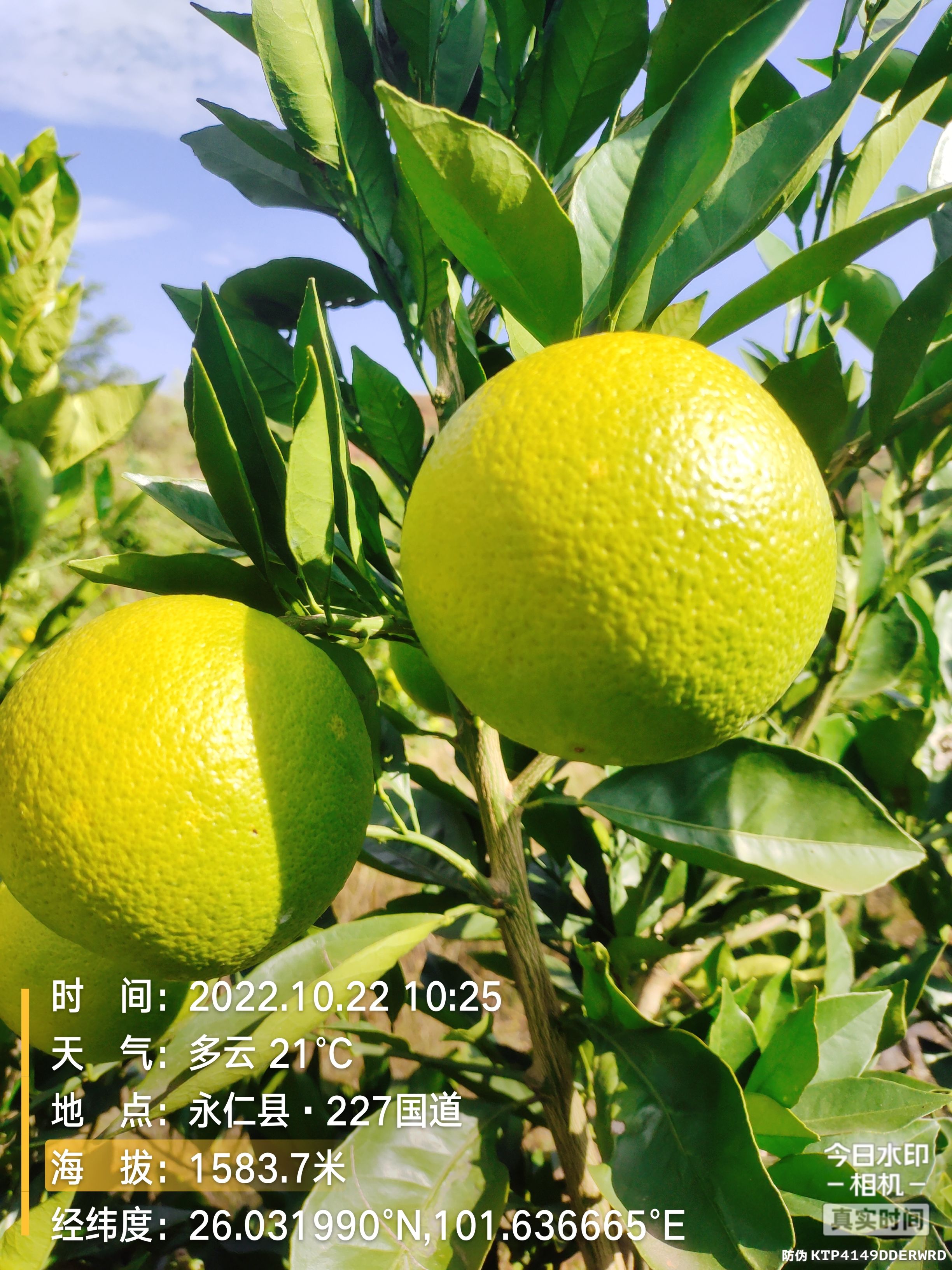 阳光城的冰糖橙成熟了