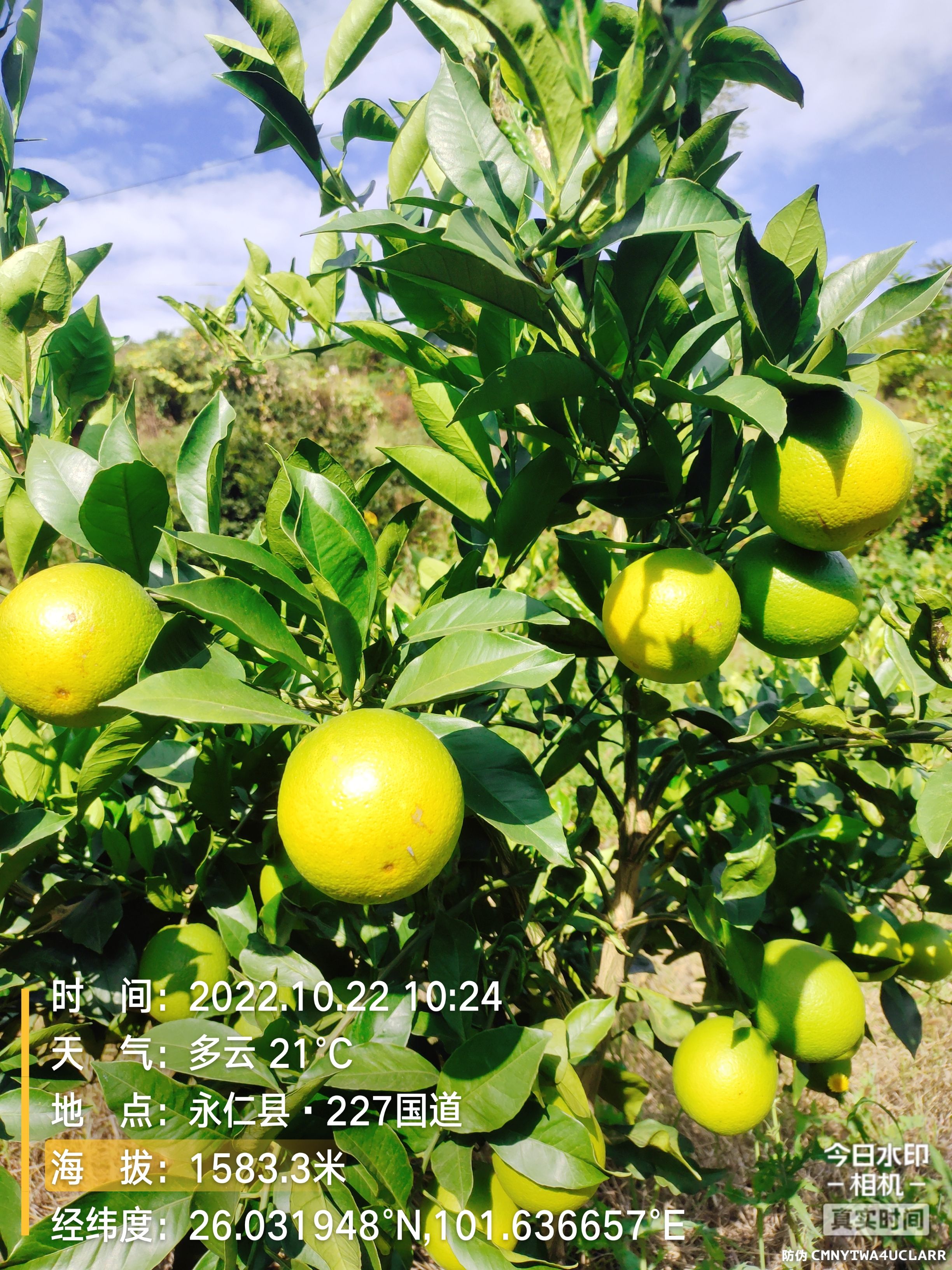 阳光城的冰糖橙成熟了