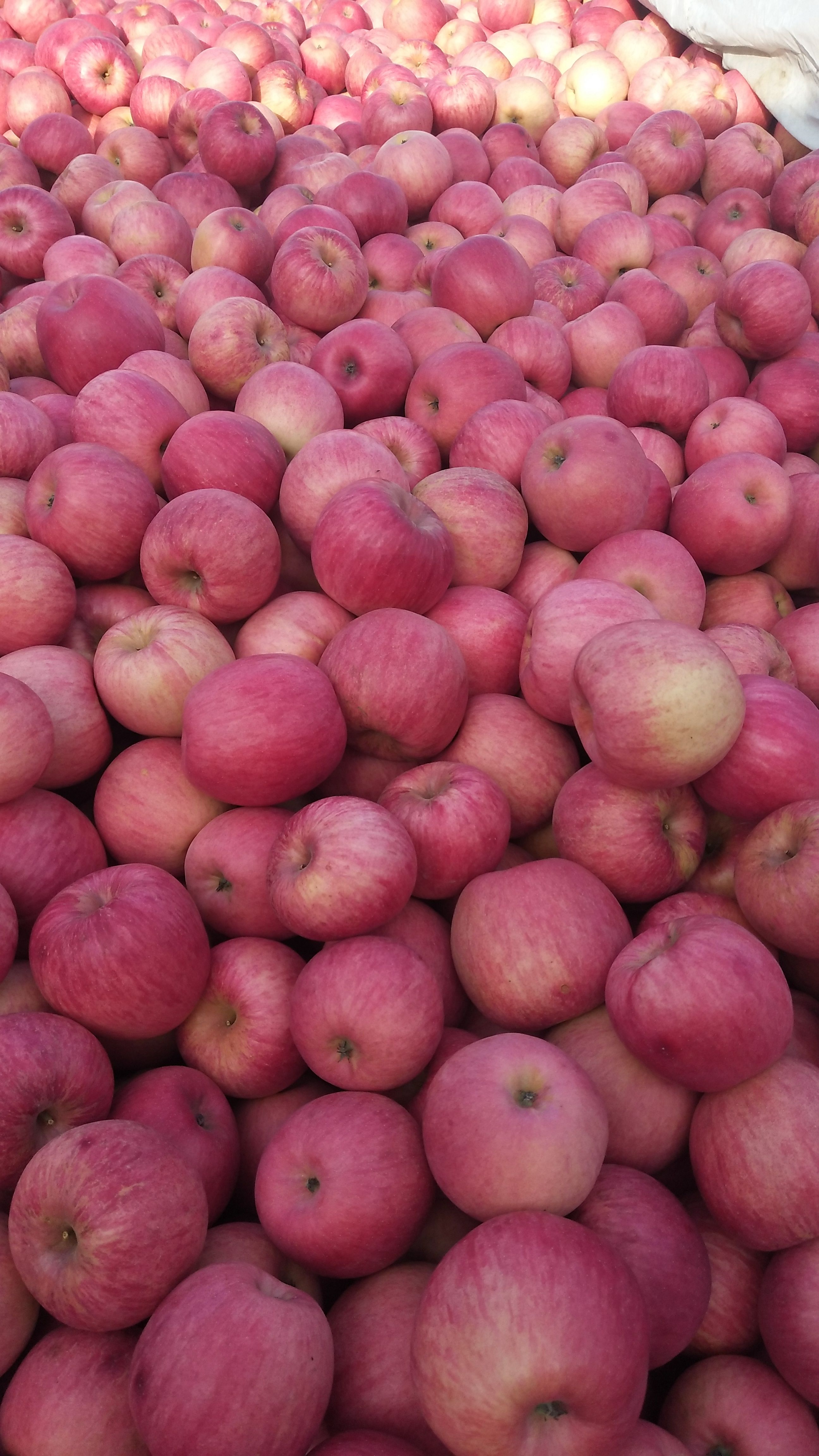 精品寒富大量上市颜色全红口感脆甜75起步品质可遇不可求