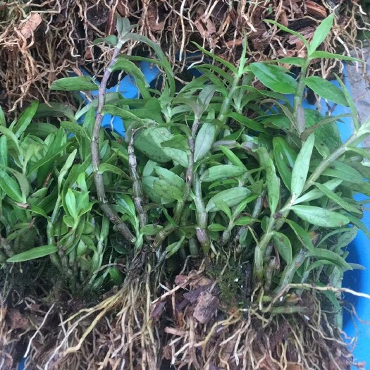 乐清市雁荡山铁皮石斛驯化苗