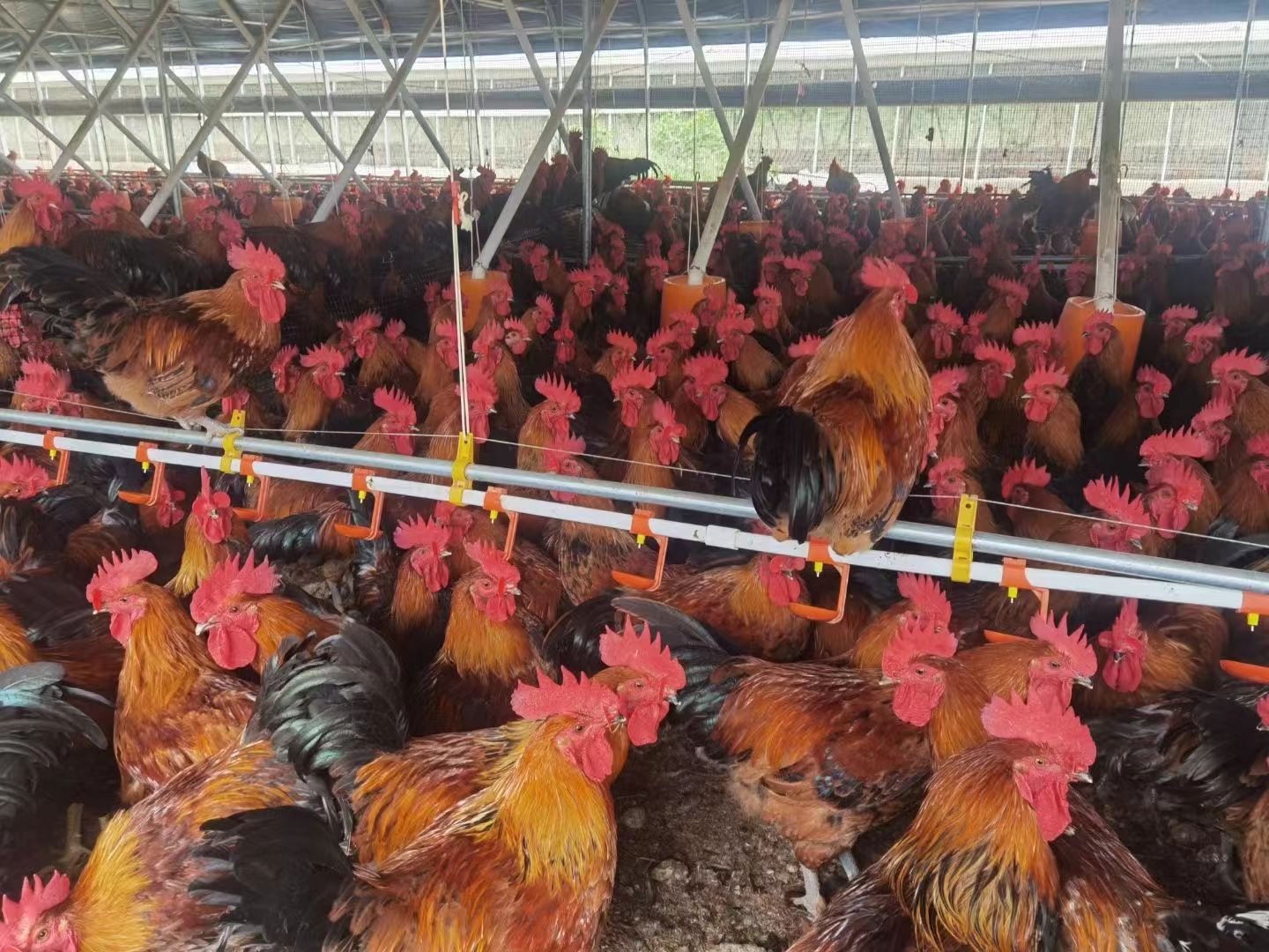 黑瑶鸡 黑瑶 瑶鸡 土公鸡 红公鸡 商品黑瑶鸡 淘汰鸡