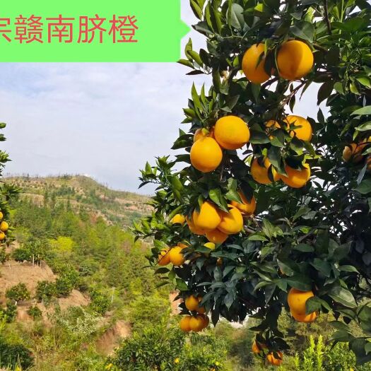 赣州赣南脐橙，自家果园，承接电商微商一件代发