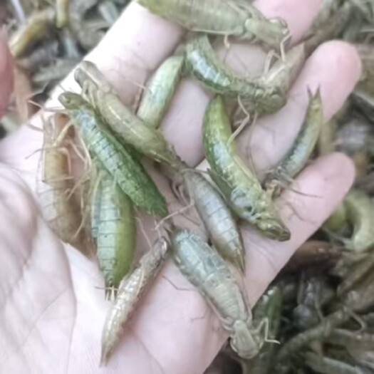 唐山活体水蝎子，活体速冻，高蛋白非常好吃
