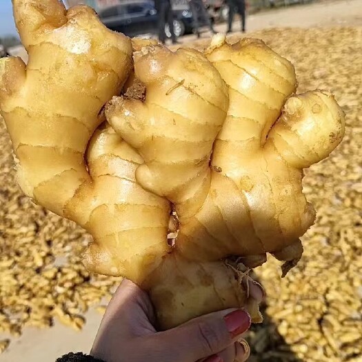 沂水县生姜 大黄姜 产地直供 货源充足 诚信经营