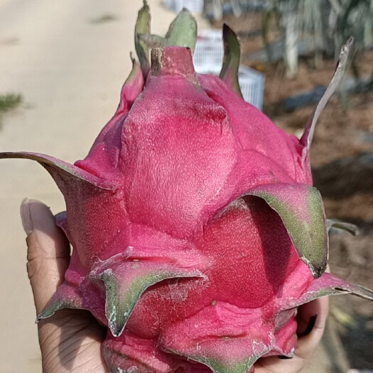 南宁火龙果基地