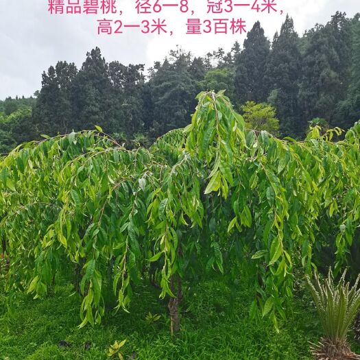 昆明垂枝碧桃