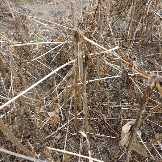桓仁县刺老芽苗，辽宁刺老芽树苗