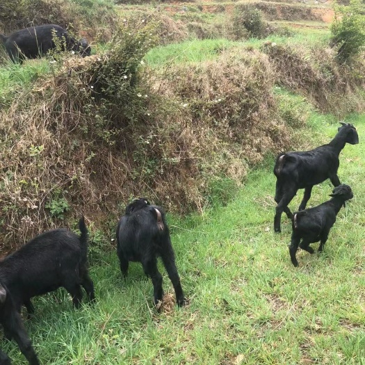 威宁县贵州高原黑山羊肉