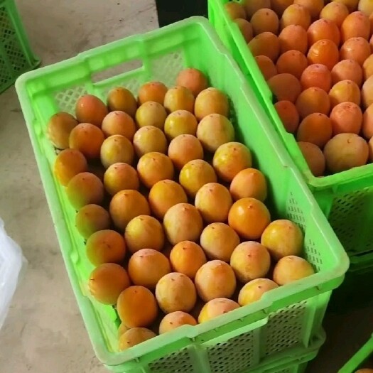 华宁县云南柿子，牛心柿子，胭脂红水柿子，大量有货。高山种植，香甜脆