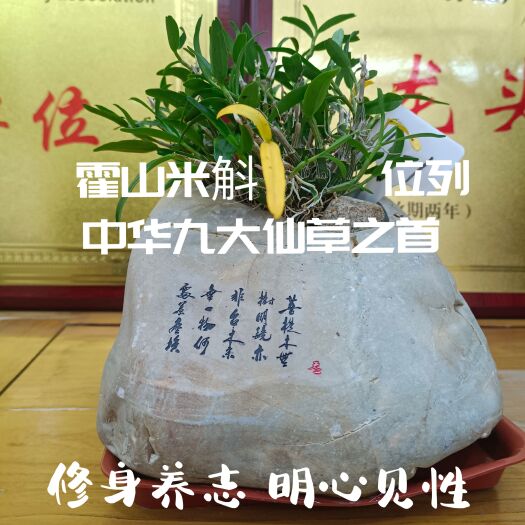 霍山县霍山米斛盆栽
