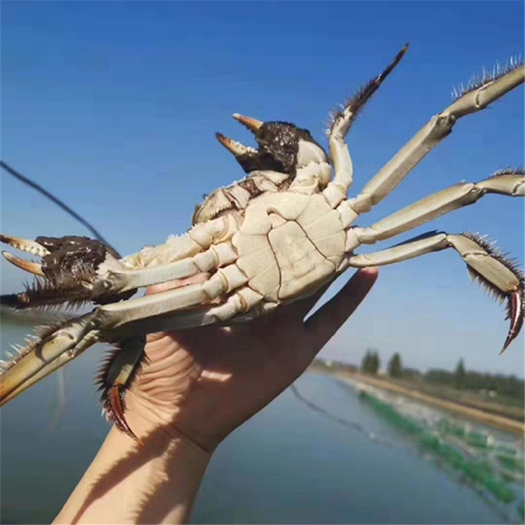 兴化市江苏兴化红膏大闸蟹4公