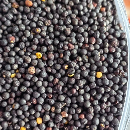 满洲里市俄罗斯油菜籽
