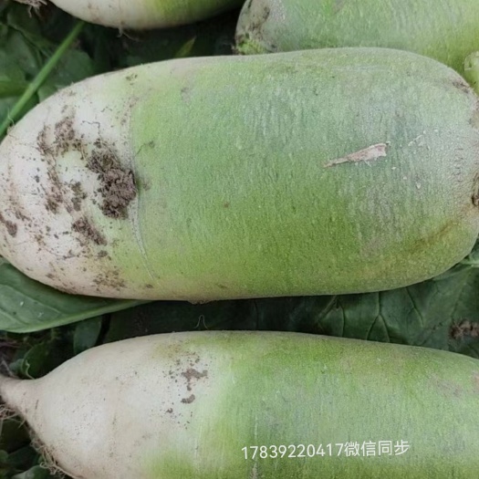 开封青萝卜
