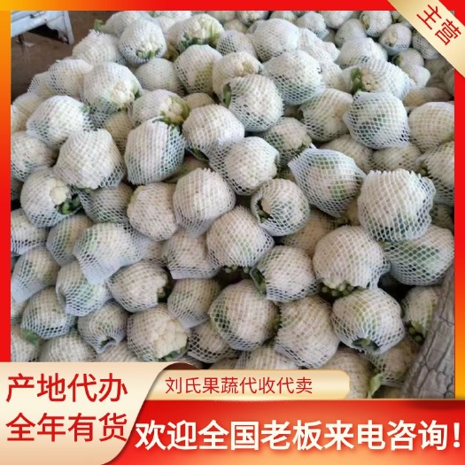 邯郸邯郸永年精品菜花
