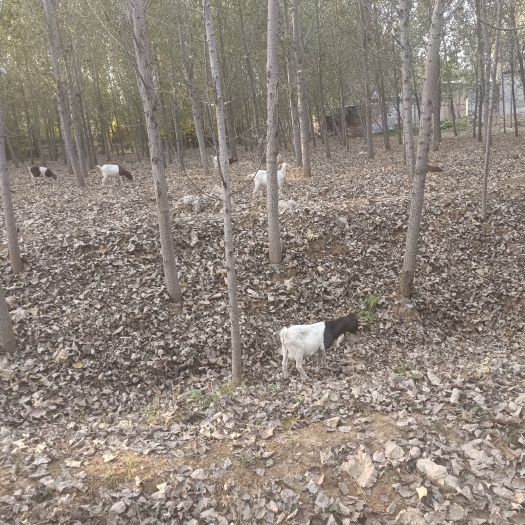 肥城市波尔山羊