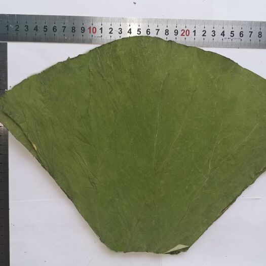 南县荷叶 干荷叶 包糯米鸡荷叶 切片荷叶