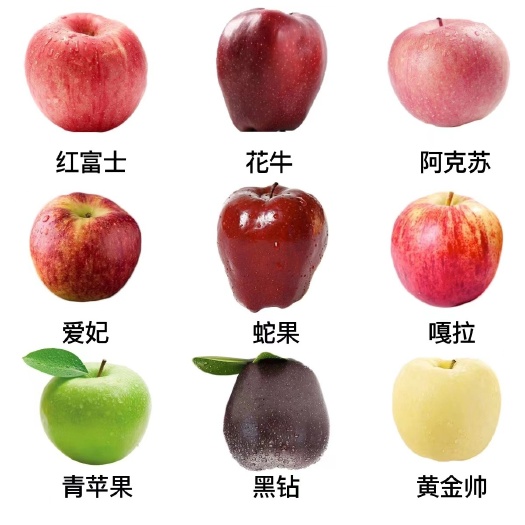 泰安1—5年苹果树苗，0.8cm以上，含有多个品种，基地直发