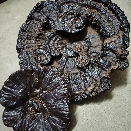 全州县广西深山灵芝，货真价实，欢迎采购