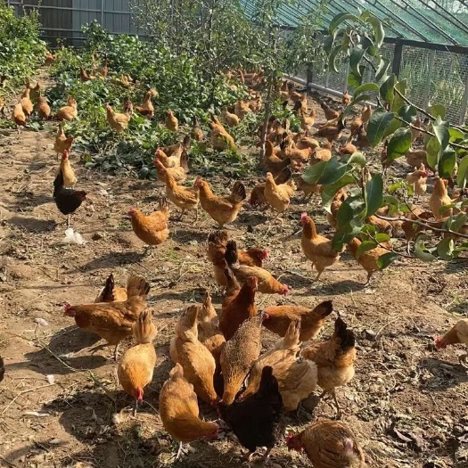 天津天津自家散养纯柴鸡蛋