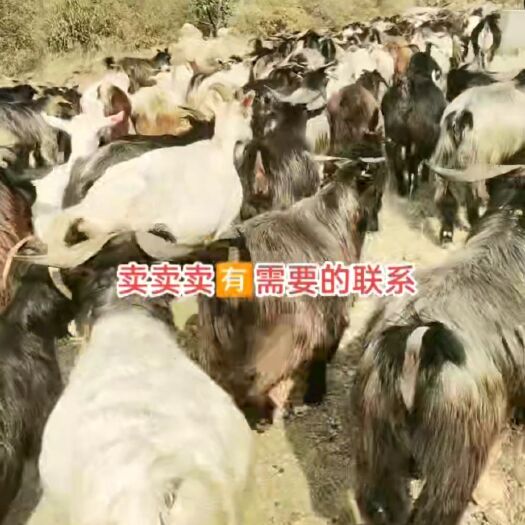 辉县市纯山羊