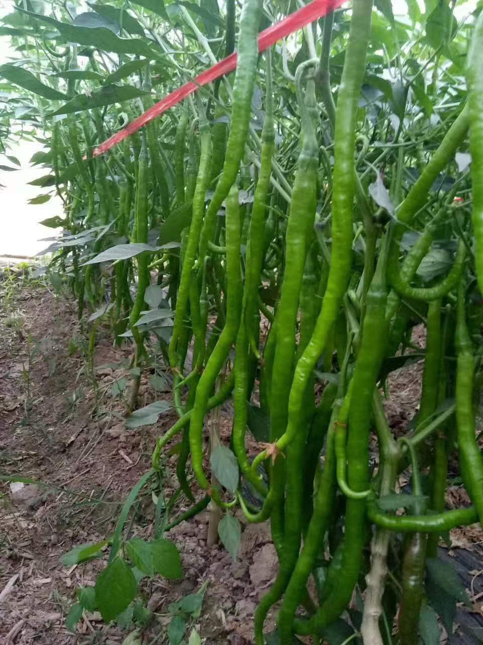 菁菁果蔬育苗場