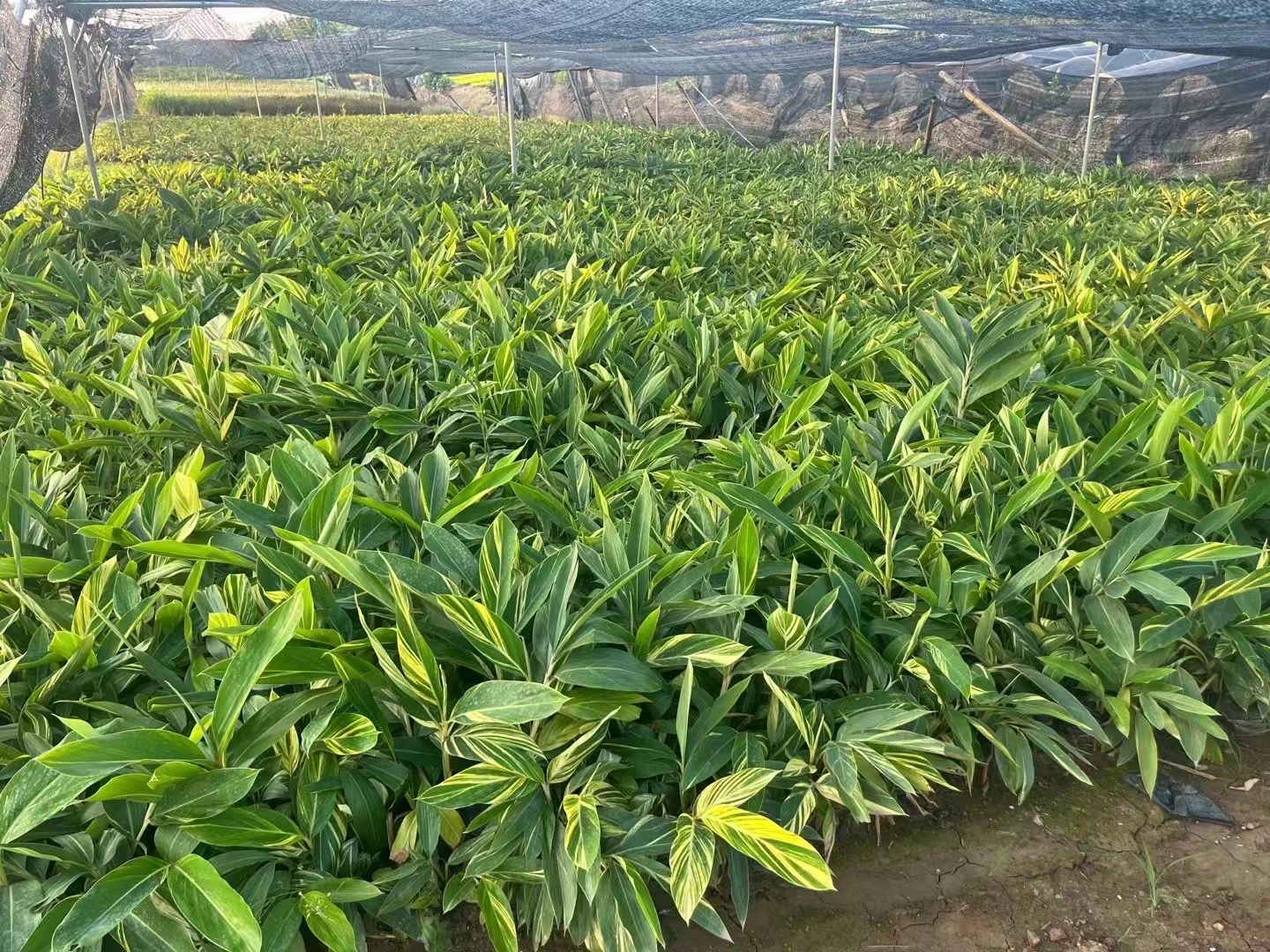 广东中山 花叶姜 批发优惠多多