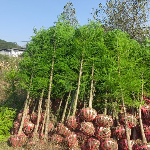 利川市柳杉  5公分柳杉苗
