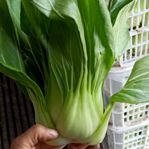 熱銷產(chǎn)品，上海青，大青菜，