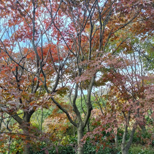 余姚市12公分红枫