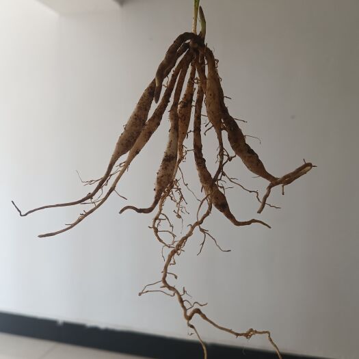 荆门百部苗