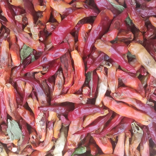 定州市花皮辣椒干辣椒新一代